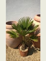 Hardy Palms > Trachycarpus fortunei