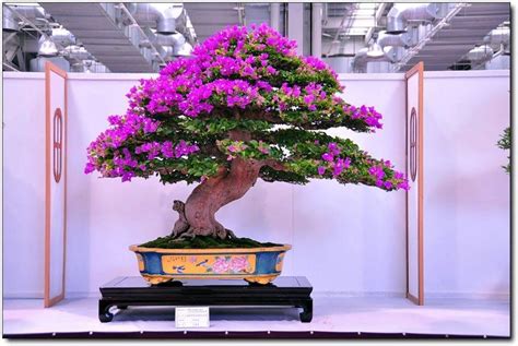 Giới thiệu những tác phẩm cây cảnh bonsai đẹp | Cây cảnh - Hoa cảnh ...