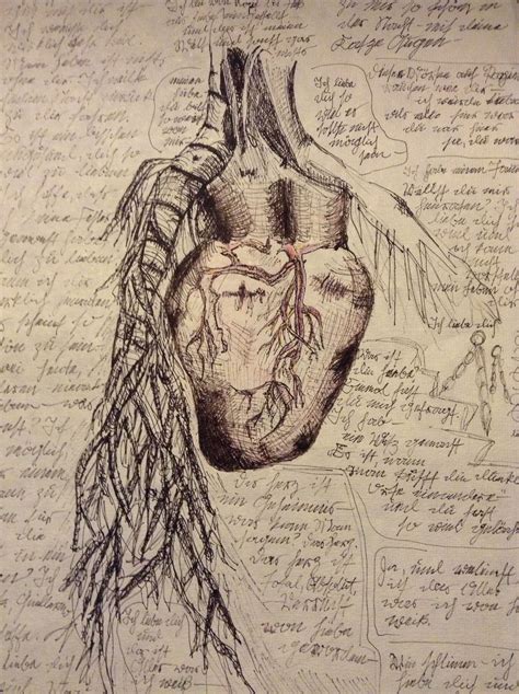 Leonardo Da Vinci Anatomical Study Of The Heart Of An - vrogue.co