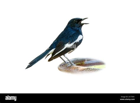 Male Oriental Magpie Robin singing isolated on white background Stock Photo - Alamy