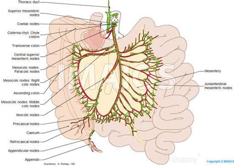 Abdomen and digestive system: anatomical illustrations | Lymph massage, Human heart anatomy ...