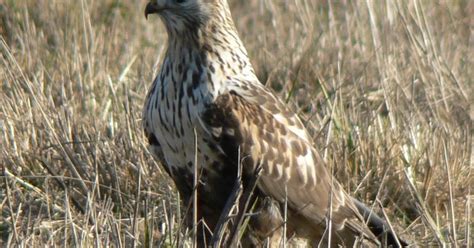 Rough-Legged Buzzard Bird Facts (Buteo lagopus) | Bird Fact