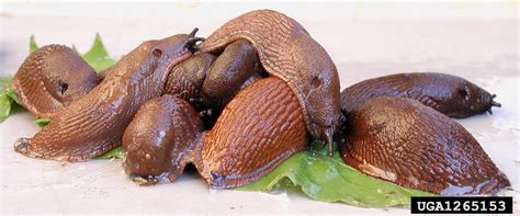 Spanish slug (Arion lusitanicus)