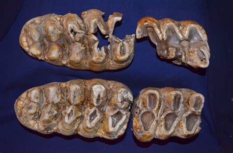 DIY Nature Science: Teeth Show Mastodon May Have Been Easy Mark