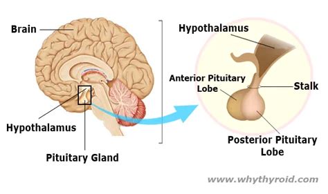 Hypothalamus - Location, Functions, Hormones, Disorders - Why Thyroid