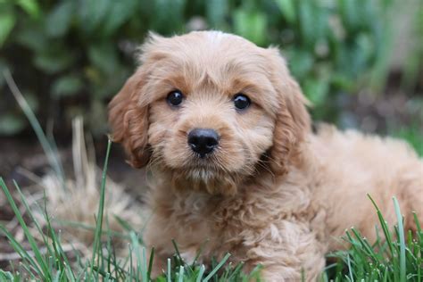 Cavapoo Puppies Breed information & Puppies for Sale