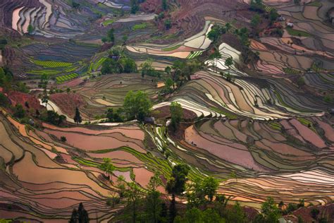 Yunnan Rice Terraces