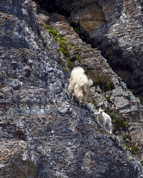 Mountain Goat: Predators Of The Mountain Goat