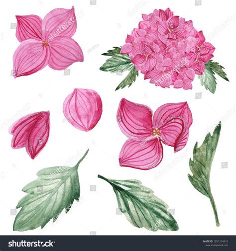 Watercolor Pink Hydrangea Elements Set Hand Stock Illustration 1351214510 | Shutterstock