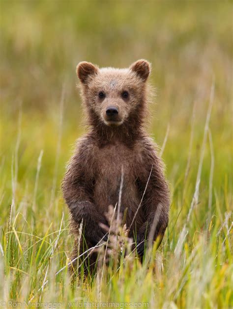 Brown Bear Cubs | Photos by Ron Niebrugge