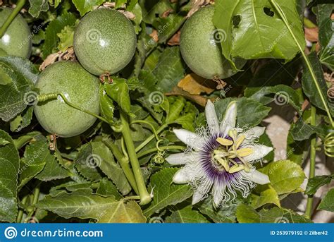 Fermer Passiflora. Passion Fleur Passiflora Caerulea Feuille Dans Jardin Tropical. Fleurs Et ...