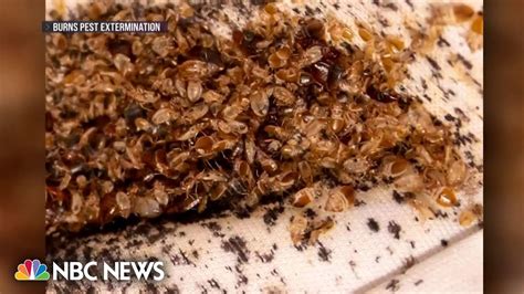 Bed bug infestation sweeps Paris with concerns the pests will spread beyond France – Just News ...