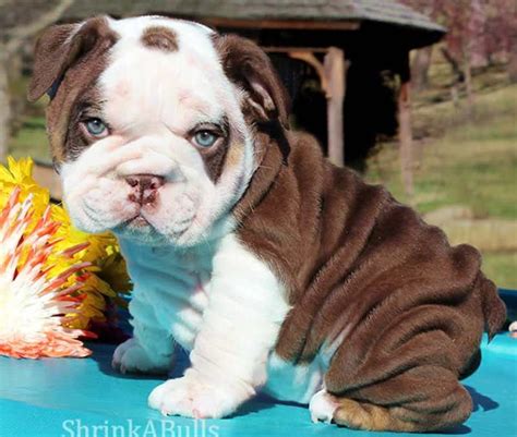 No me digas Que risa Mira como me río jajaja Cute Bulldog Puppies, Cute Bulldogs, English ...