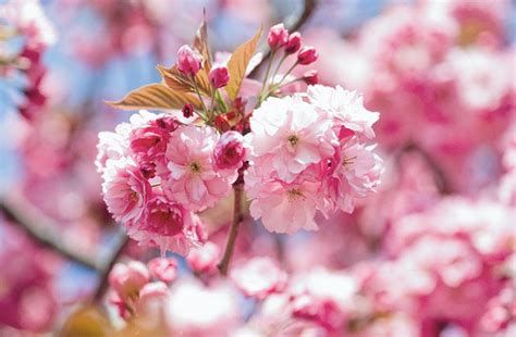 Prunus 'Kanzan' (Japanese Flowering Cherry)