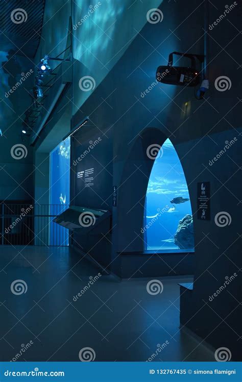 View of Shark Tunnel in the Ocean Tank Editorial Image - Image of fish ...