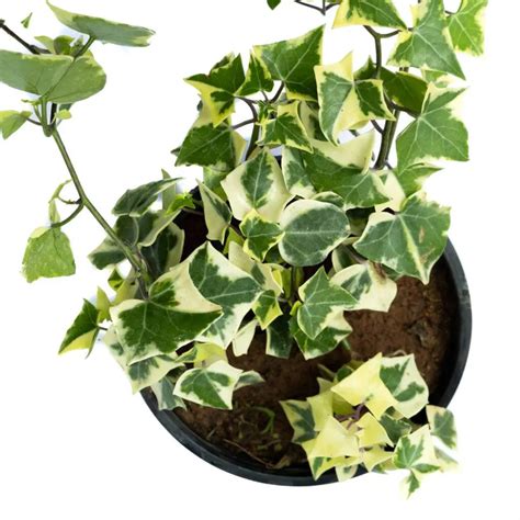 Buy Hedera Helix | English Ivy Plant | Online Plant Nursery India 2021