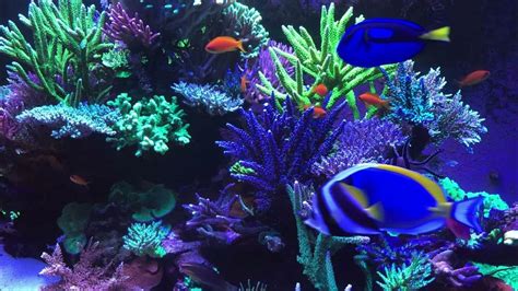 🐟 Coral Reef Aquarium Fish Tank with Water Sound - Tropical Fish ...