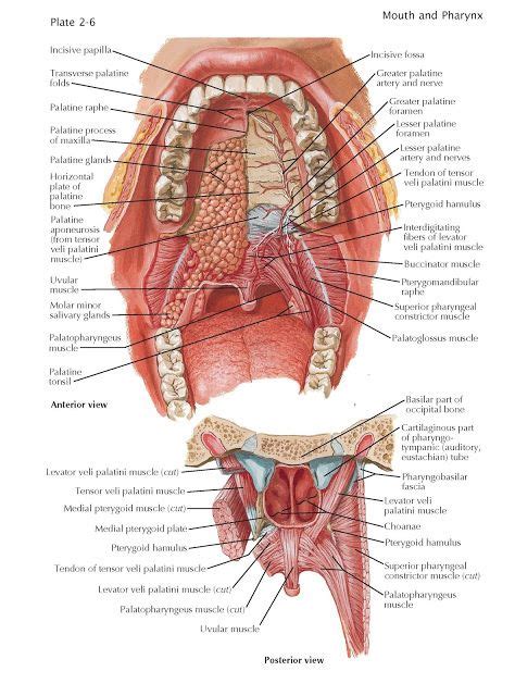 Roof of Mouth The roof of the mouth, or palate, forms the superior and ...