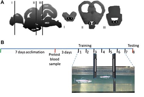 Figure 1 from Learning strategies during fear conditioning | Semantic ...