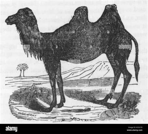 Camel drawing Black and White Stock Photos & Images - Alamy