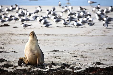 Australian Sea Lion Endangered Stock Photos, Pictures & Royalty-Free Images - iStock