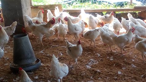 Méthode pour avoir une grande rentabilité en élevage des poulets de chairs ou des poules ...