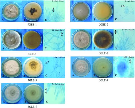 Morphological characteristics of isolated fungi, (A) front view, (B)... | Download Scientific ...