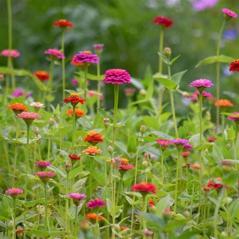 Asphalt to Awesome: A Monarch Butterfly Garden - The Awesome Foundation