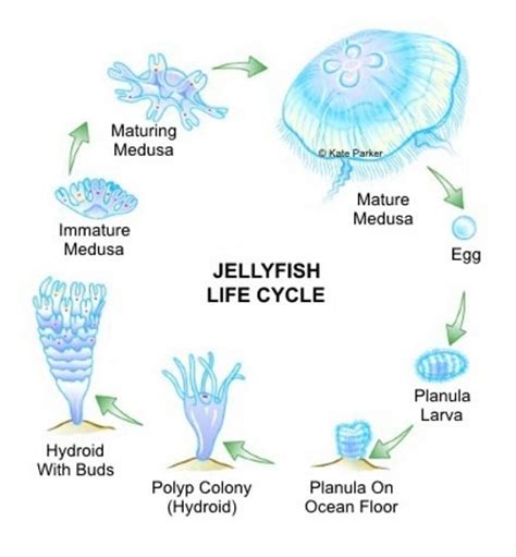 The Immortal Jellyfish: Facts & Photos - HubPages