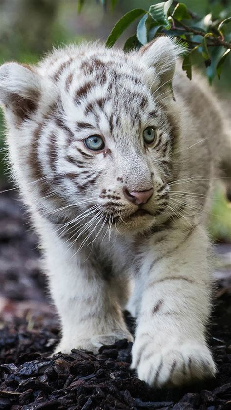 1440x2560 Cute Cub Bengal White Tiger Samsung Galaxy S6,S7 ,Google Pixel XL ,Nexus 6,6P ,LG G5 ...