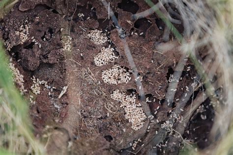 Understanding Ant Colony Structure and Hierarchy | EcoGuard