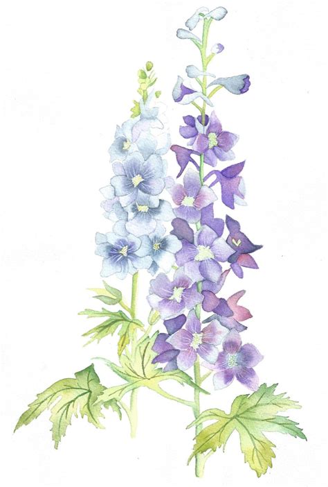 Delphiniums | Delphinium flowers, Flower drawing, Delphinium