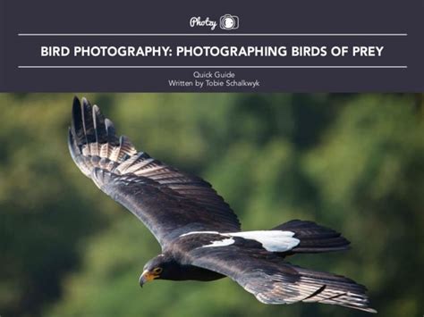 Bird Photography: Birds of Prey - Free Quick Guide | Photzy