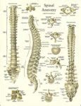 Spine anatomy diagram | Anatomy System - Human Body Anatomy diagram and ...