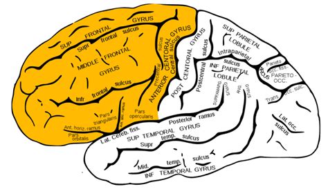 Frontal Brain Lobe | Position, Functions, Diseases, Conditions