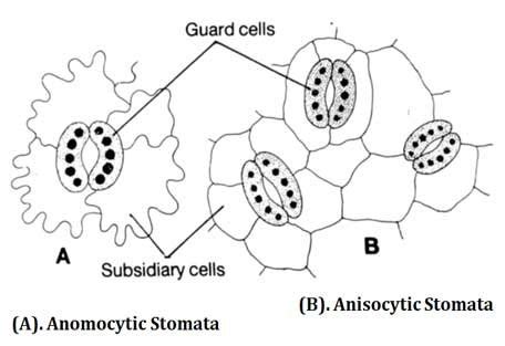 Classification of Stomata | EasyBiologyClass