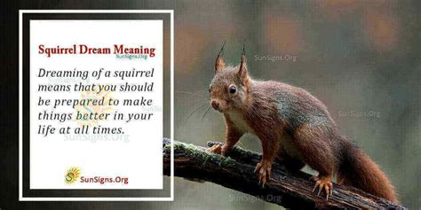 Squirrel In Your Dream - Meaning, Interpretation And Symbolism ...