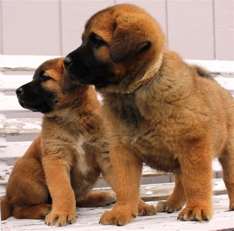 Akita Shepherd (Akita x German Shepherd Mix), Temperament, Puppies ...