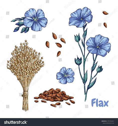 Flax Seed Plant