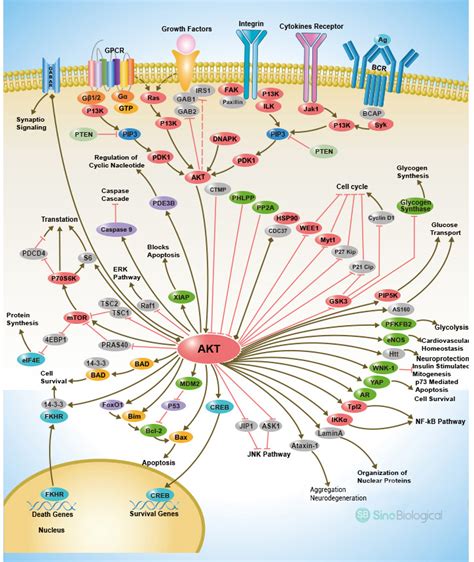 PI3K-Akt Signaling Pathway | Sino Biological