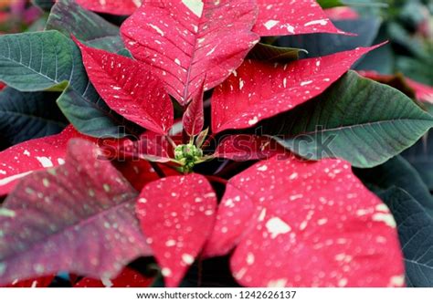 White Spots Poinsettia Flower Stock Photo 1242626137 | Shutterstock