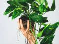 6 Signs It’s Time to Repot Your Pothos - The Healthy Houseplant