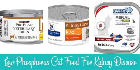 Top 4 Low Phosphorus Cat Food for Kidney Disease | Raise a Cat