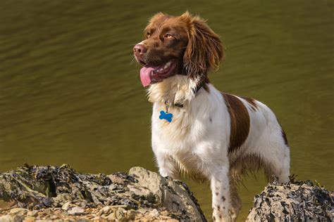 Welsh Springer Spaniel dog (character, diet, care)