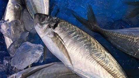 Horse Mackerel Fishing: Techniques, Bait and Gear - TRIZILY.COM