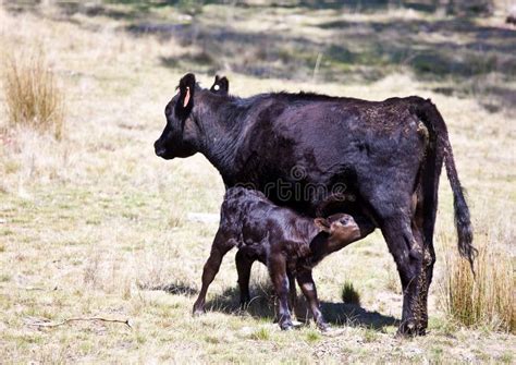 Black Angus calf feeding stock photo. Image of cattle - 21529896