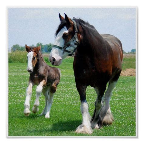 Most Beautiful Horses, Pretty Horses, Animals Beautiful, Big Horses, Work Horses, Friesian ...