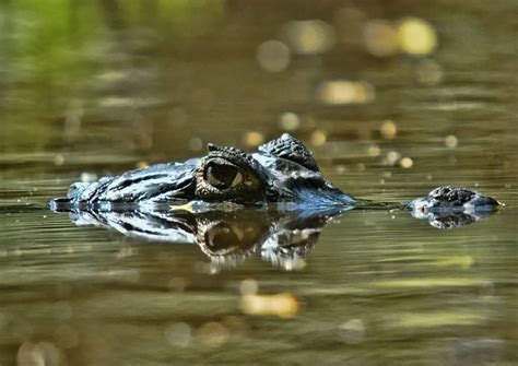 The Wildlife of Canaima National Park - Animals Network