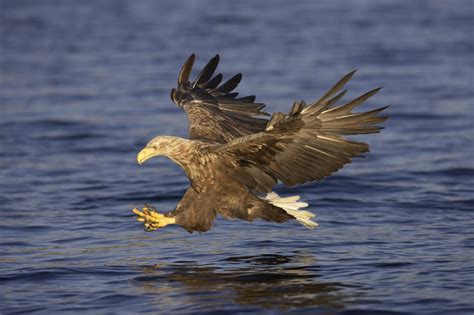 White tailed eagle (sea eagle) | White tailed eagle, Sea eagle, Eagle images