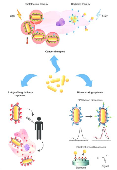 Biomedical applications for different types of gold nanoparticles. Gold ...